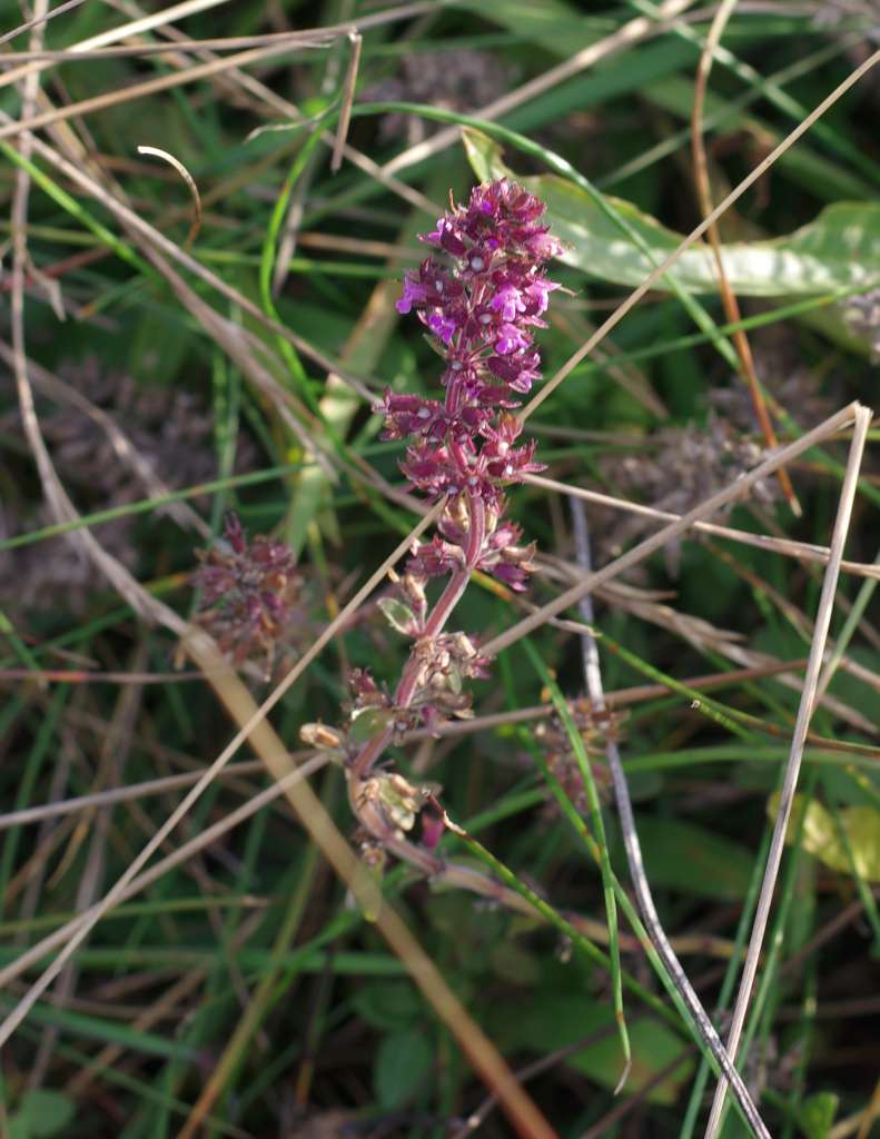 IMGP6080-1024.jpg