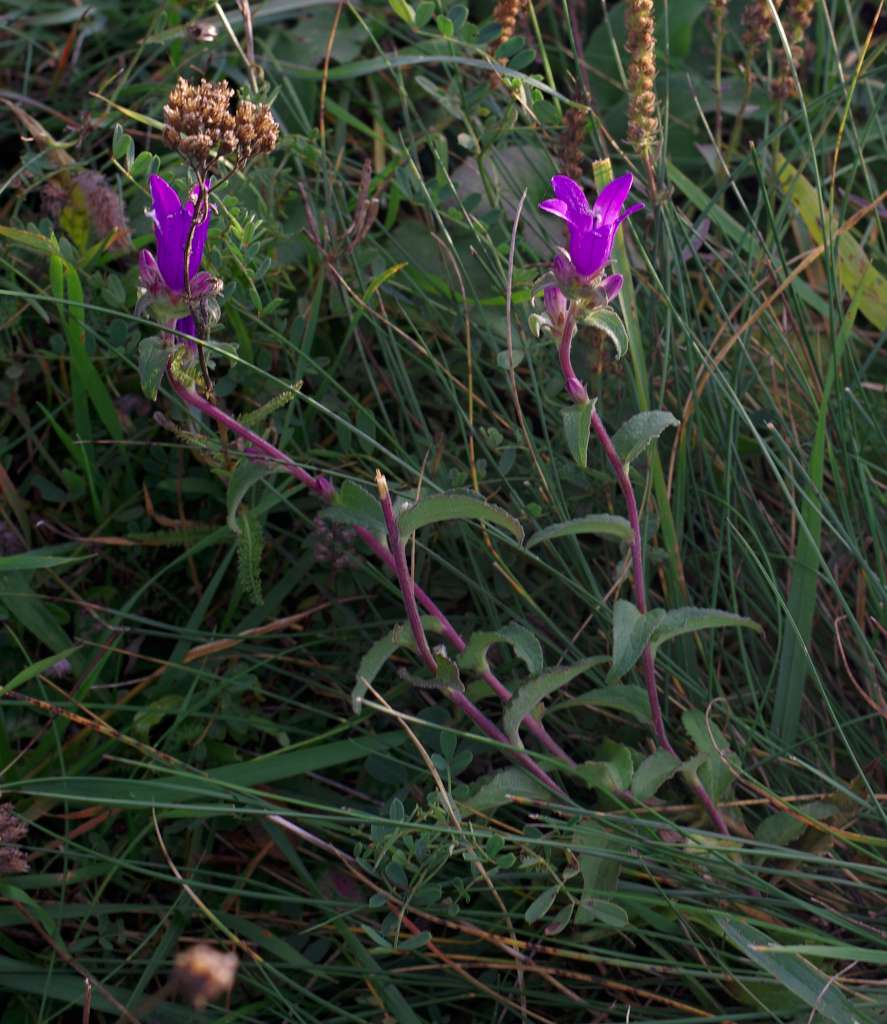 IMGP6090-1024.jpg