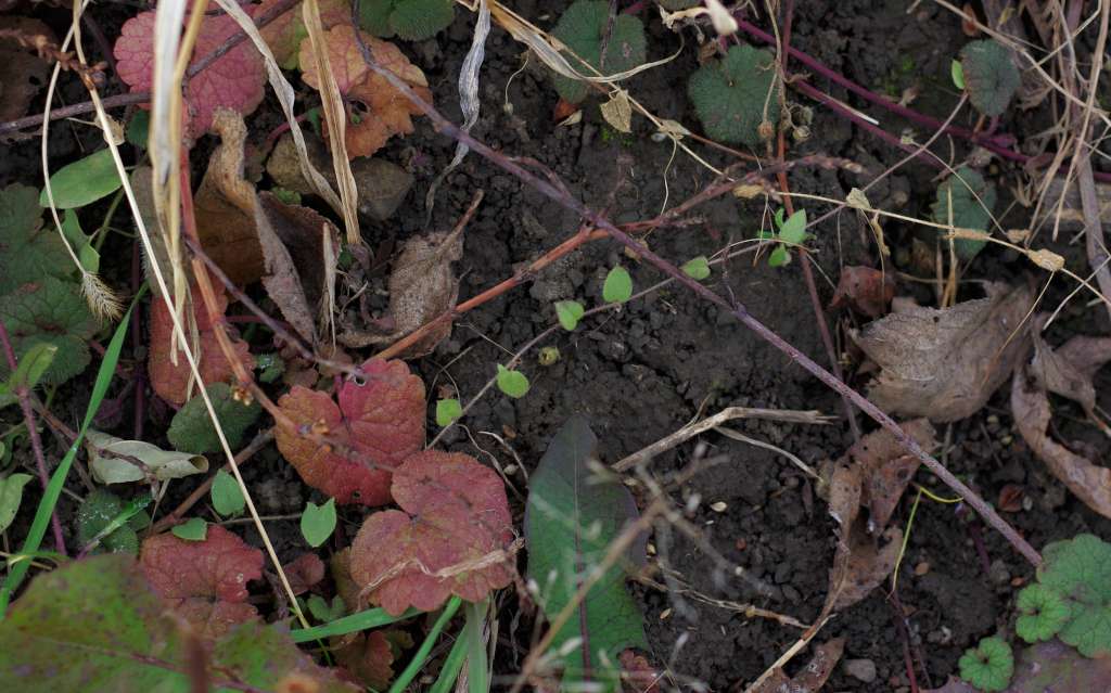 IMGP6191-1024.jpg
