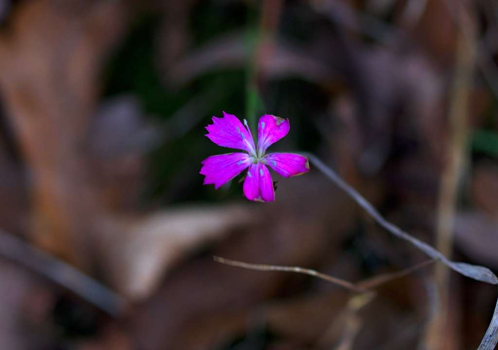 IMGP6343-1024.jpg