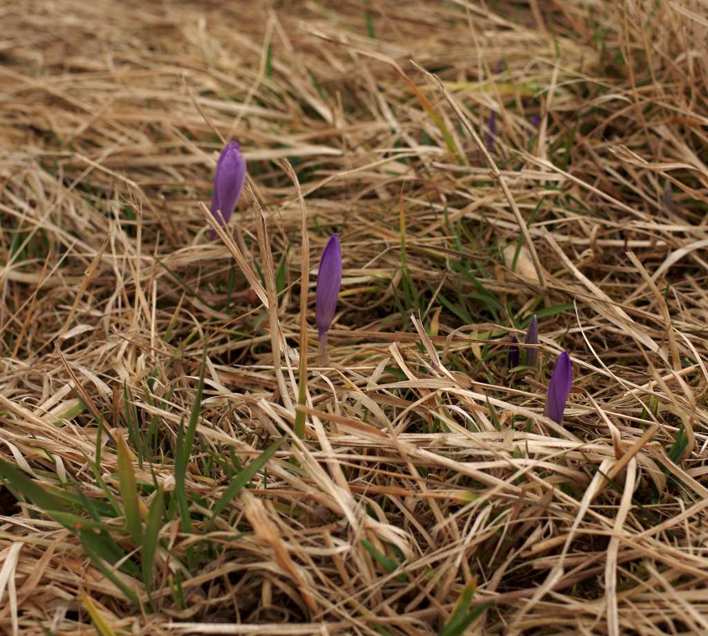 IMGP6596-1024.jpg