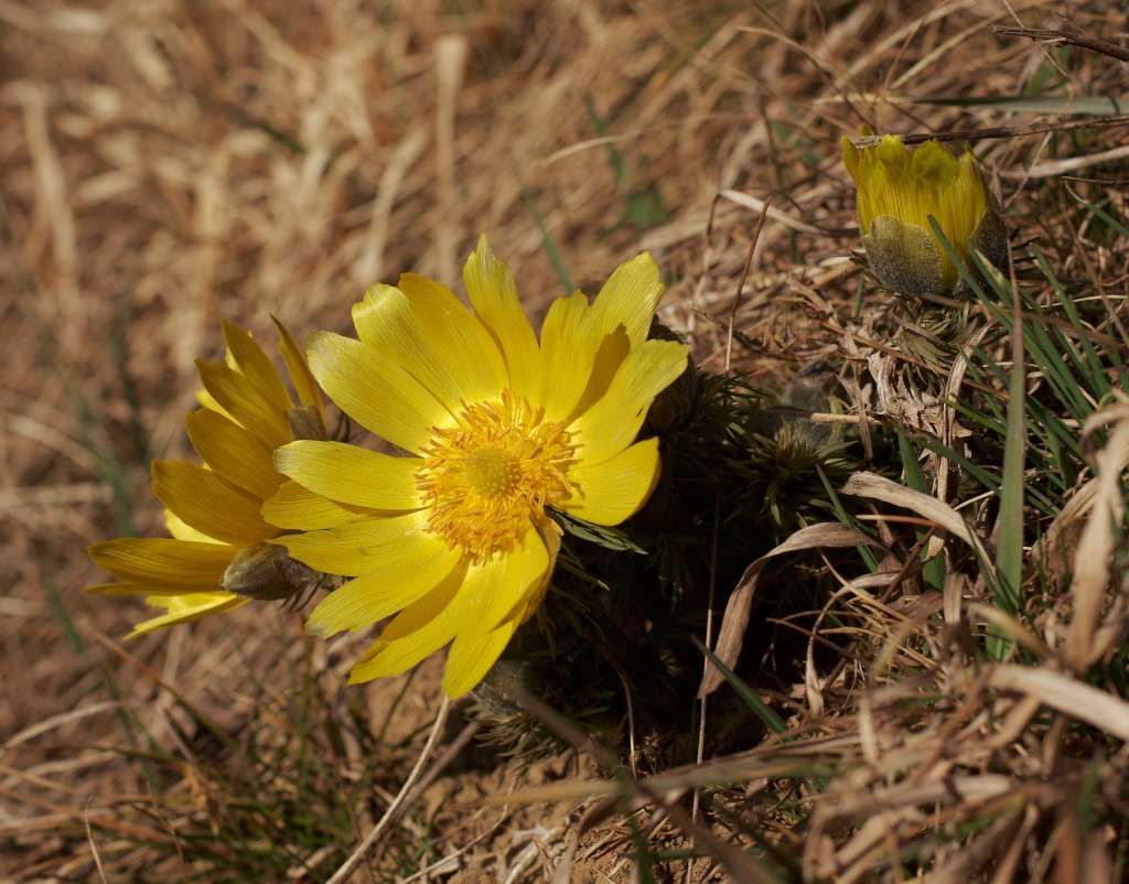 IMGP6673-1024.jpg
