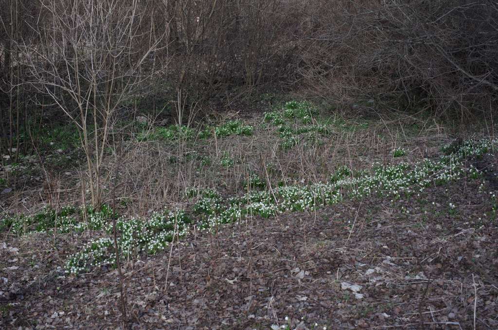 IMGP7085-1024.jpg