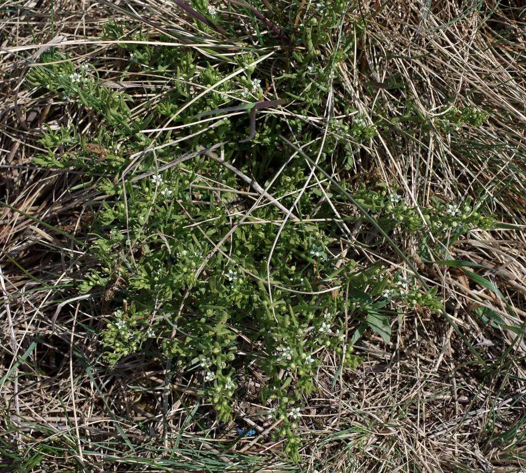 IMGP7303-1024.jpg