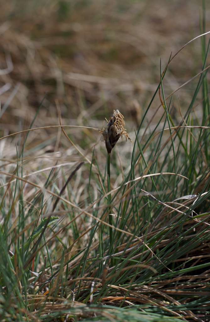 IMGP7331-1024.jpg