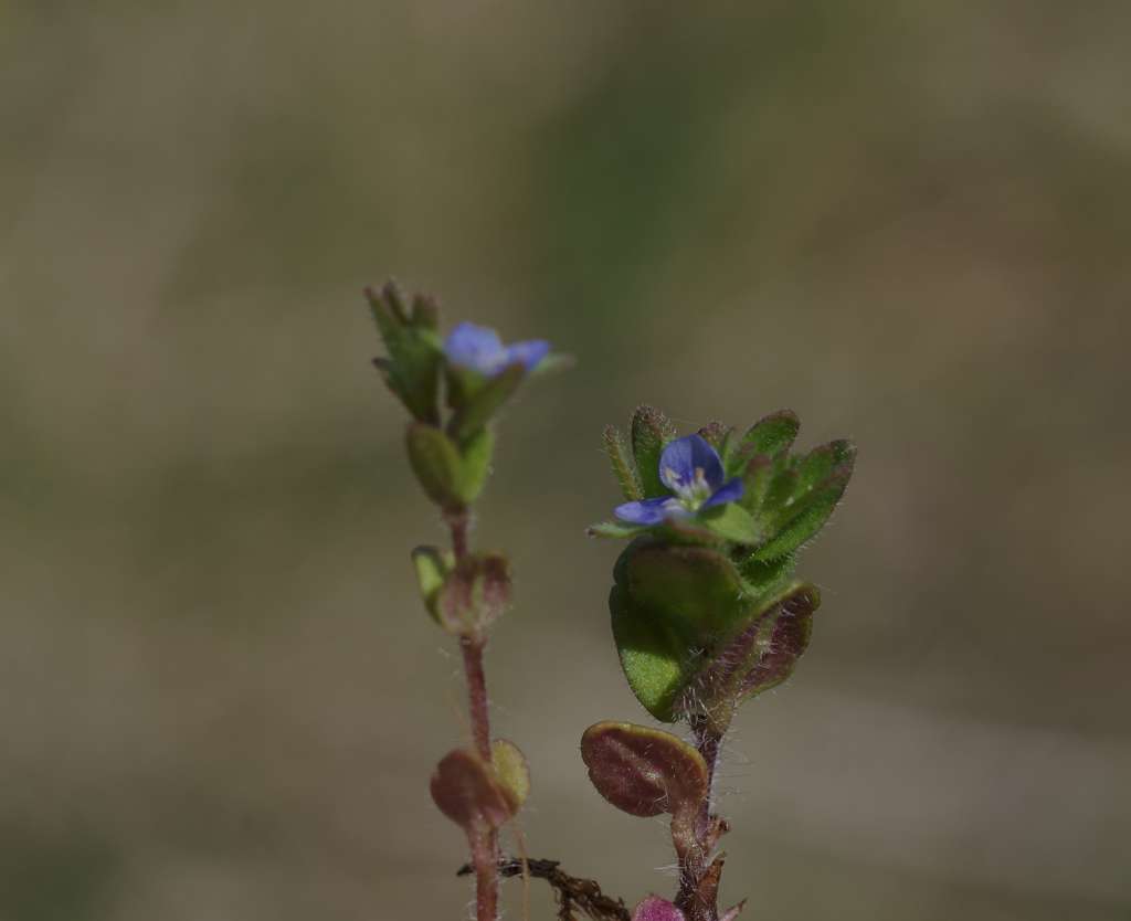 IMGP7407-1024.jpg