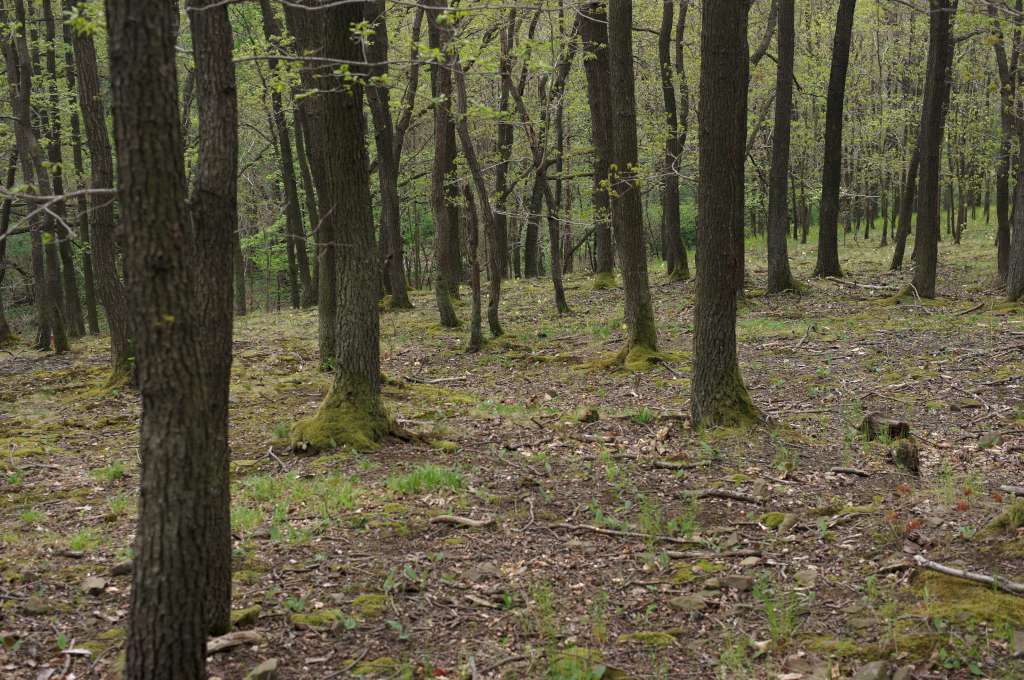 IMGP7622-1024.jpg