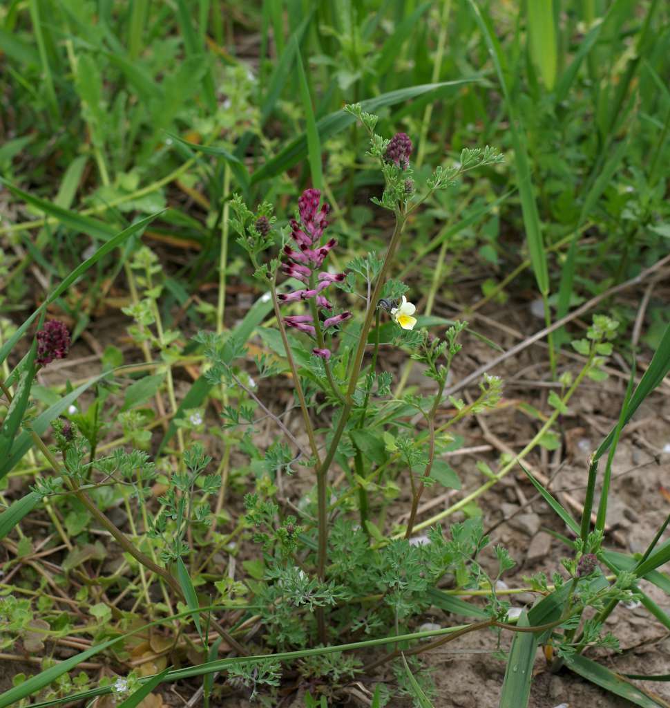 IMGP7643-1024.jpg