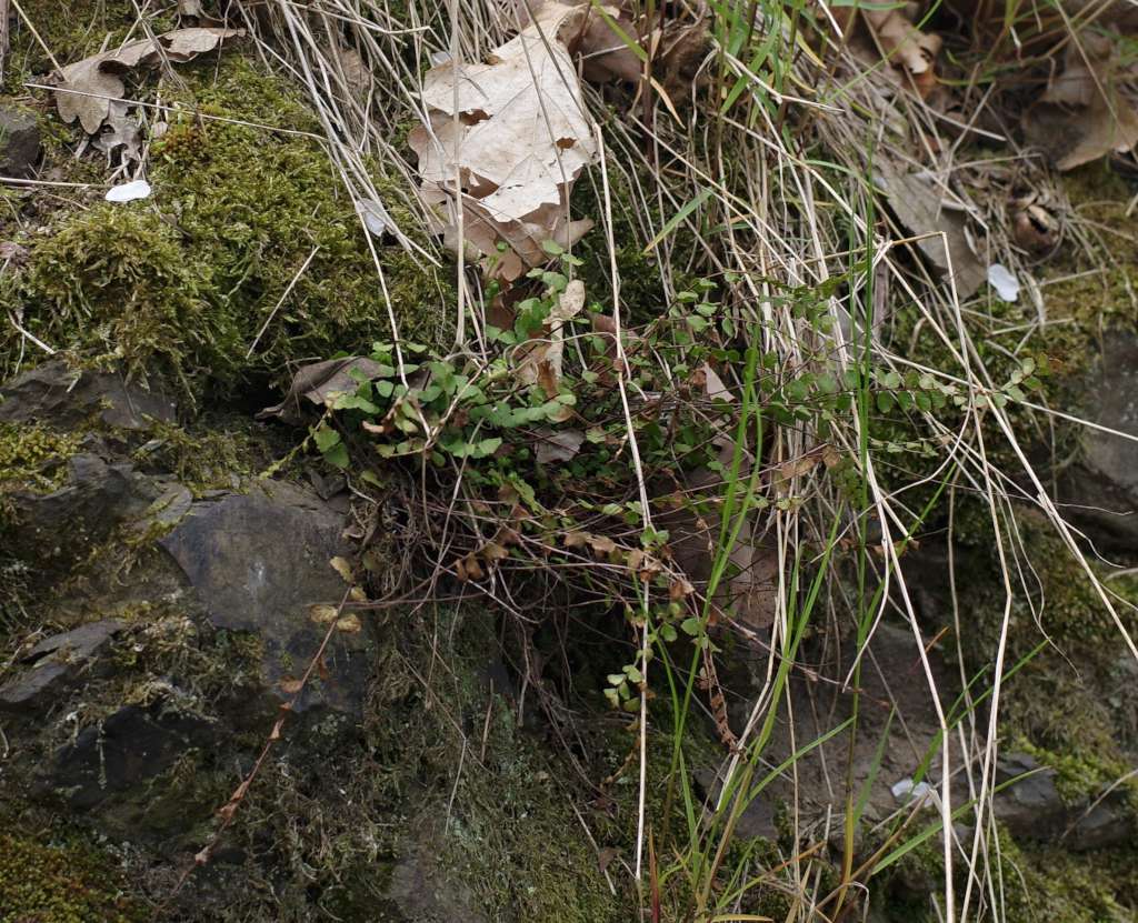 IMGP7685-1024.jpg