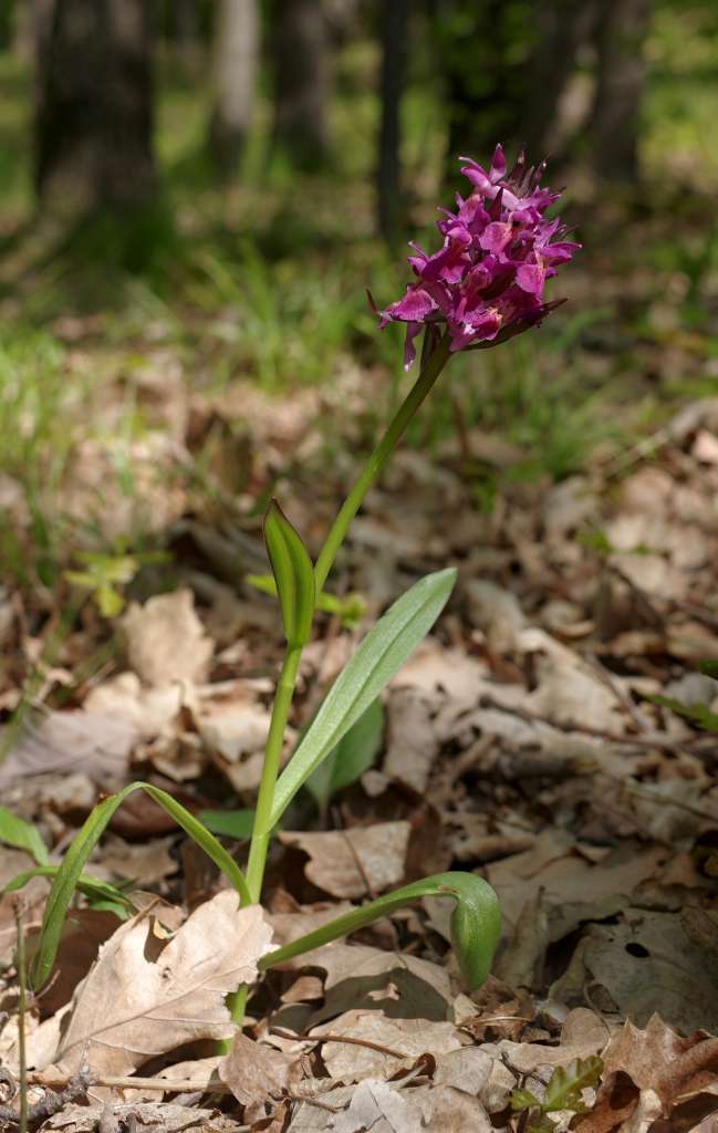 IMGP7758-1024.jpg