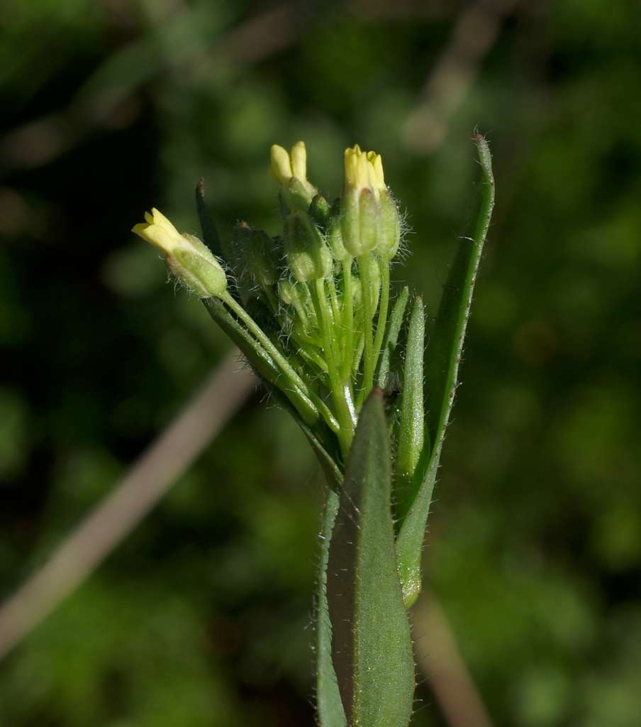 IMGP7800-1024.jpg
