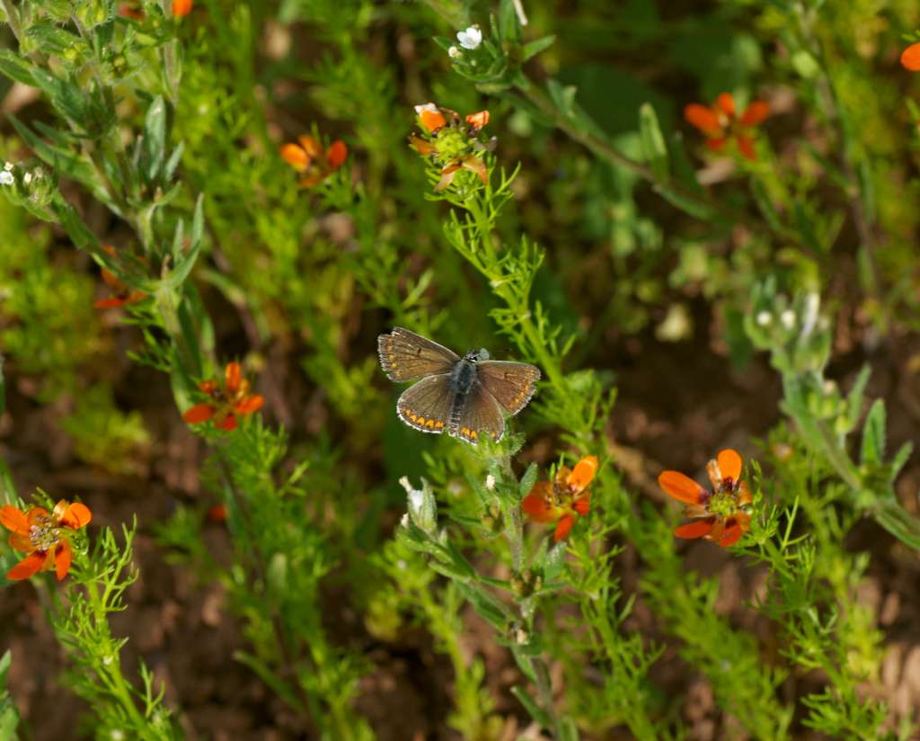 IMGP8144-1024.jpg