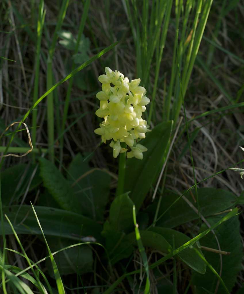 IMGP7821-1024.jpg