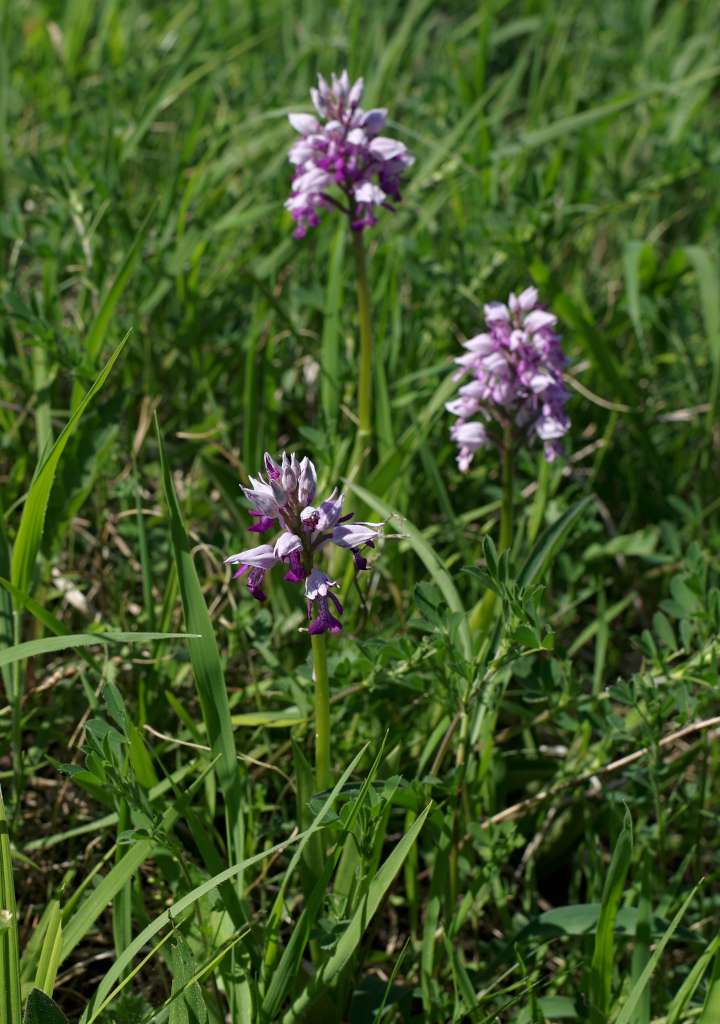 IMGP7855-1024.jpg