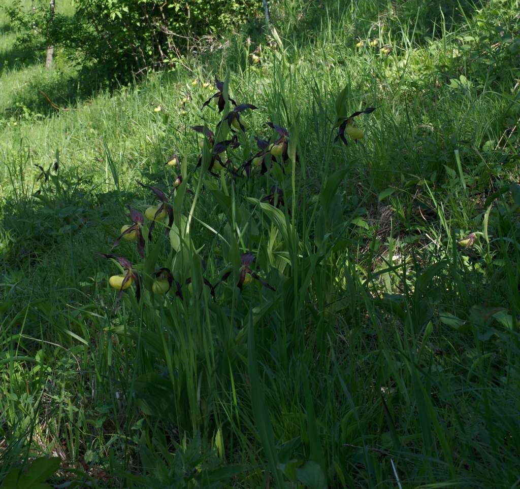 IMGP7865-1024.jpg