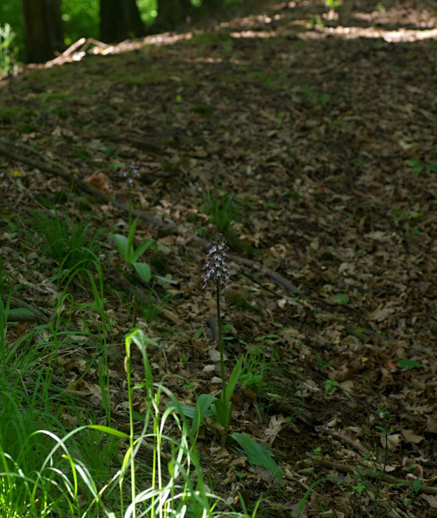 IMGP8061-1024.jpg
