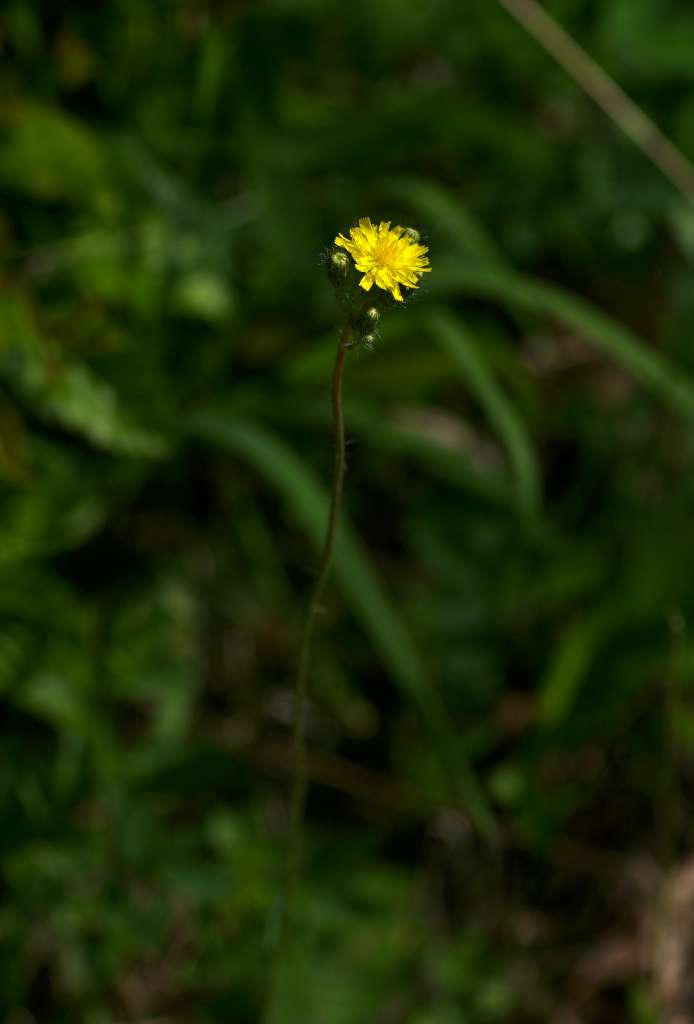 IMGP8084-1024.jpg