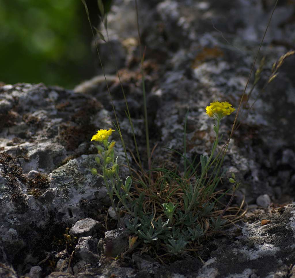 IMGP8120-1024.jpg