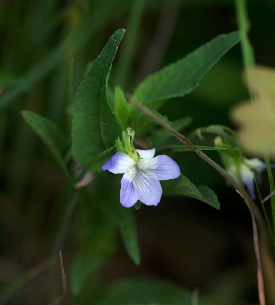 IMGP8204-1024.jpg