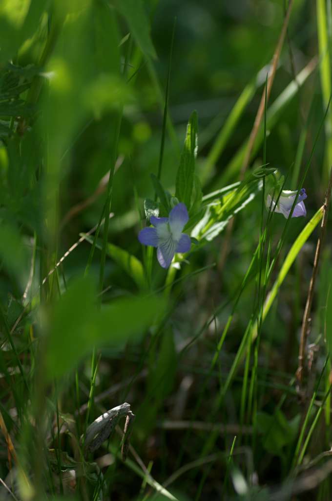 IMGP8266-1024.jpg