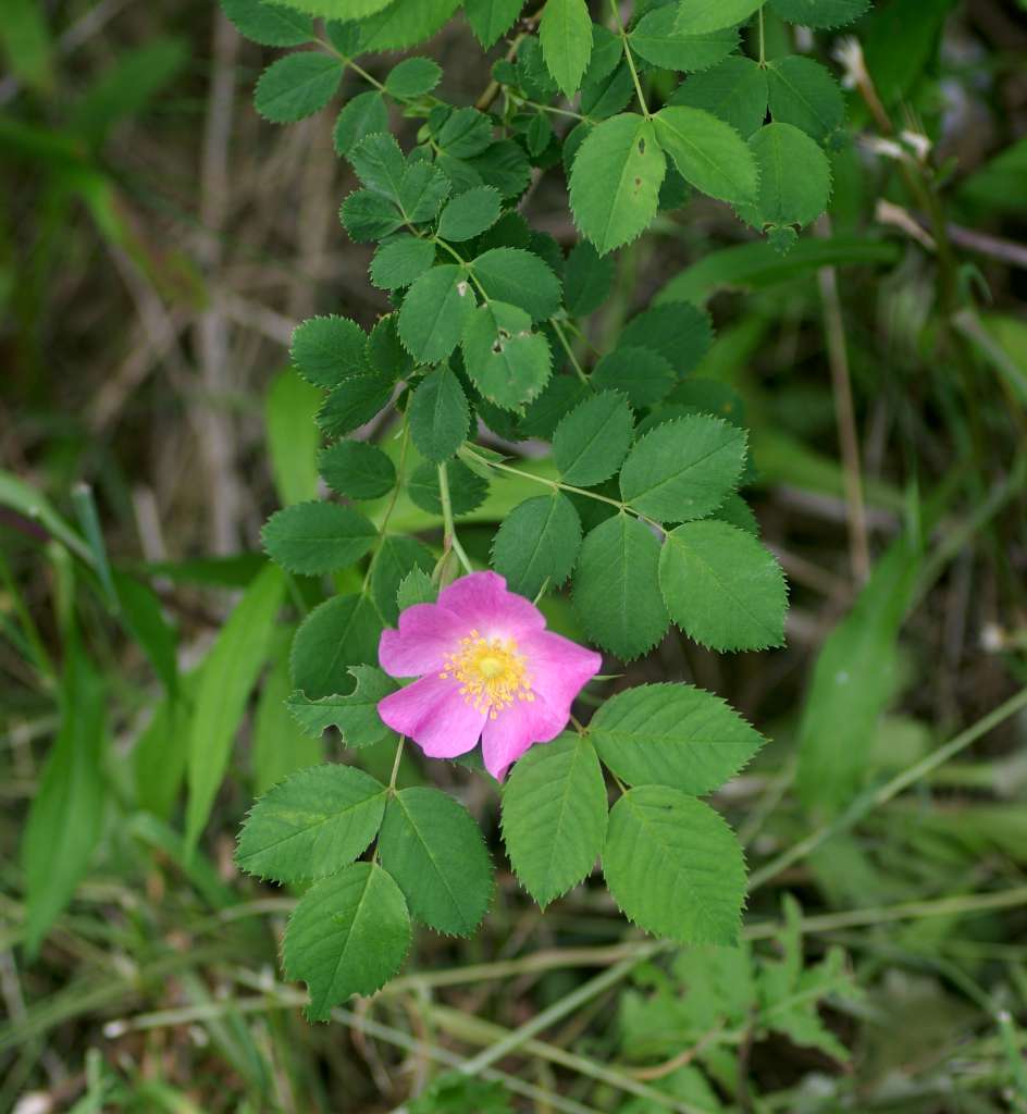 IMGP8565-1024.jpg