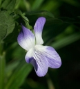 Název souboru=VioEla3.jpg
Velikost souboru=48KB
Rozměry=930x1024
Datum přidání=20. Červen 2022 VioEla3.jpg