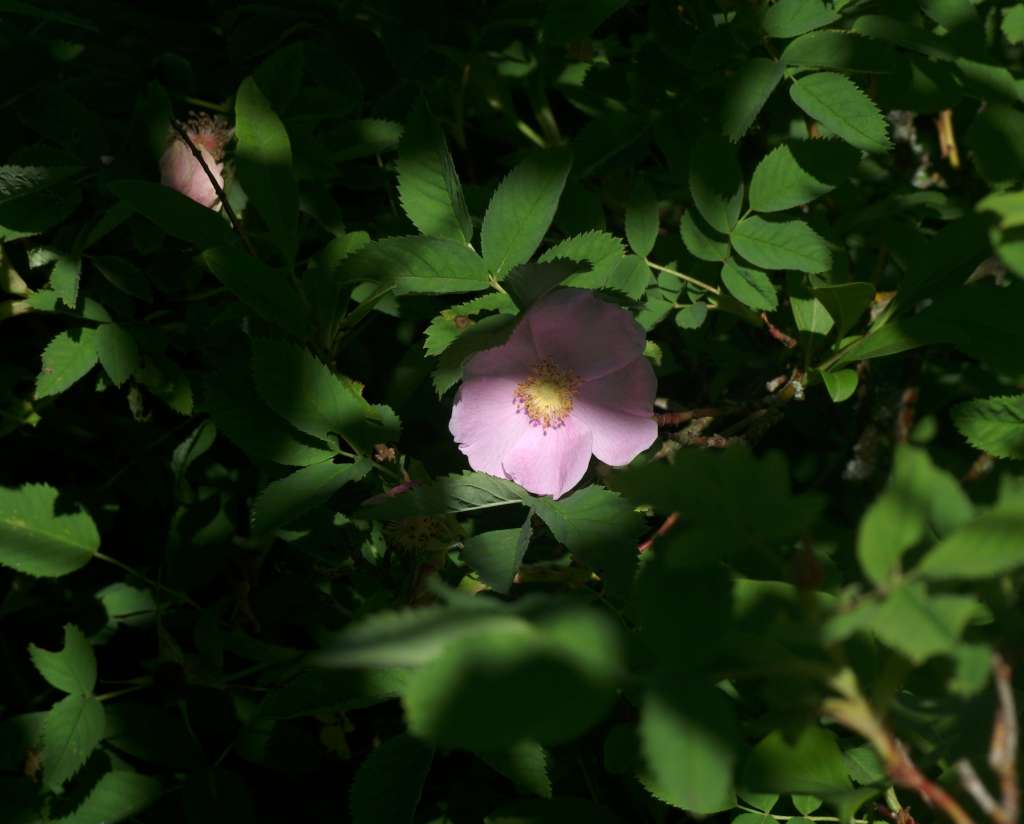 IMGP8284-1024.jpg
