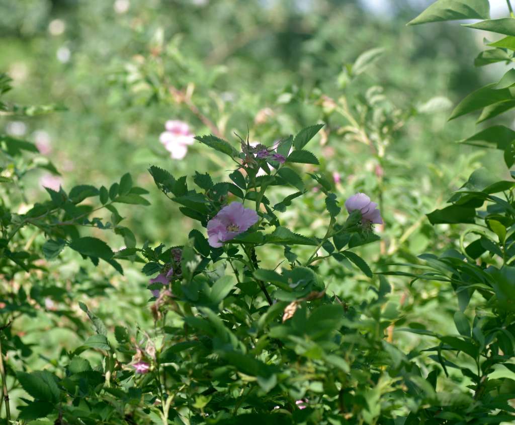 IMGP8294-1024.jpg