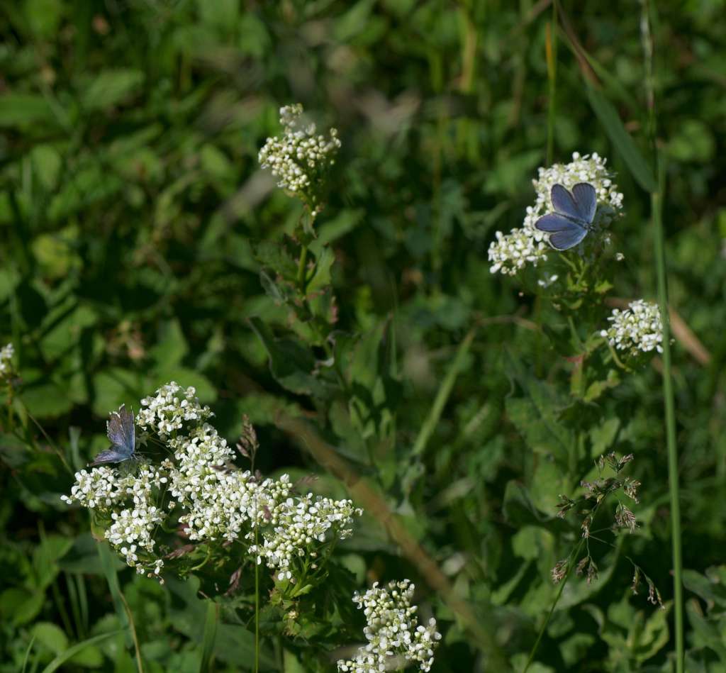 IMGP8328-1024.jpg