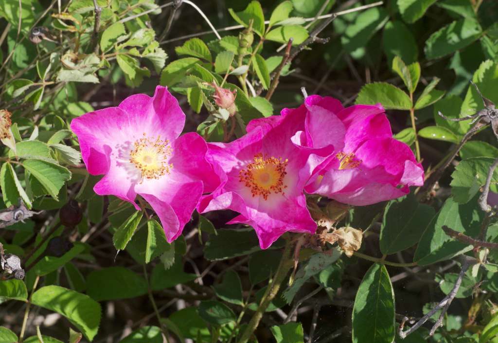 IMGP8358-1024.jpg