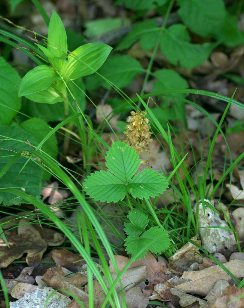 IMGP8485-1024.jpg