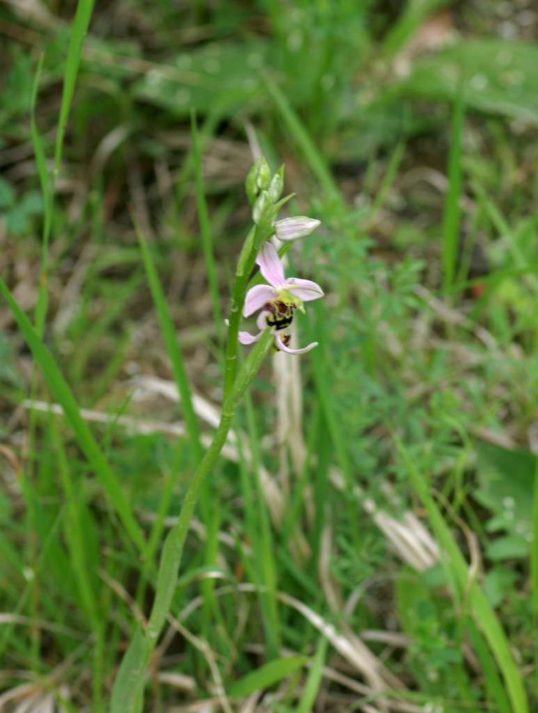 IMGP8519-1024.jpg