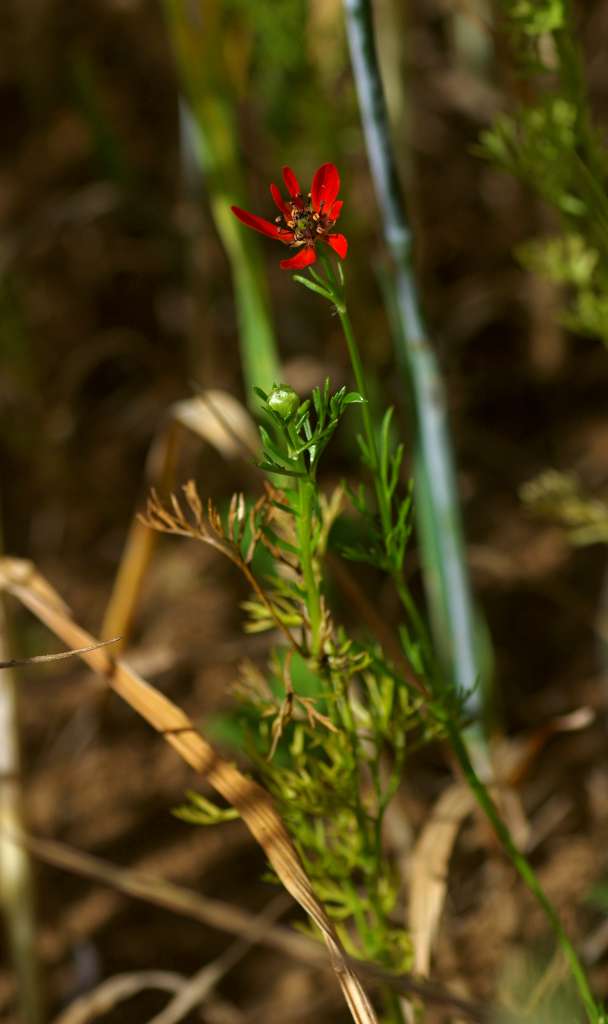 IMGP9130-1024.jpg