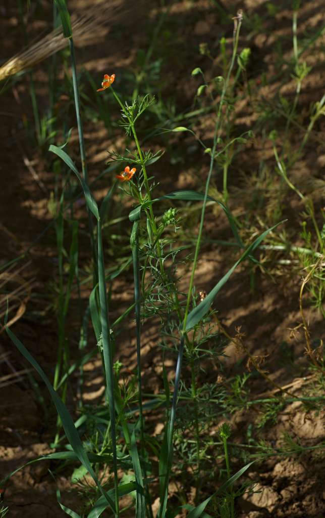 IMGP9140-1024.jpg
