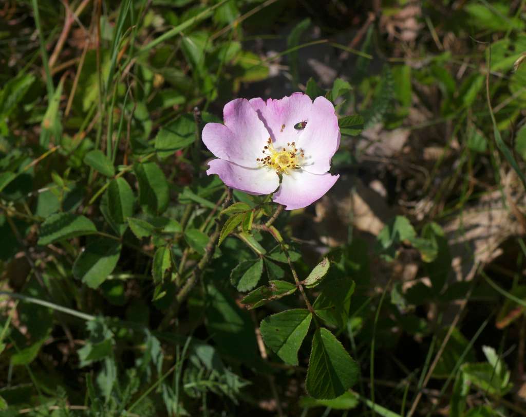 IMGP9155-1024.jpg