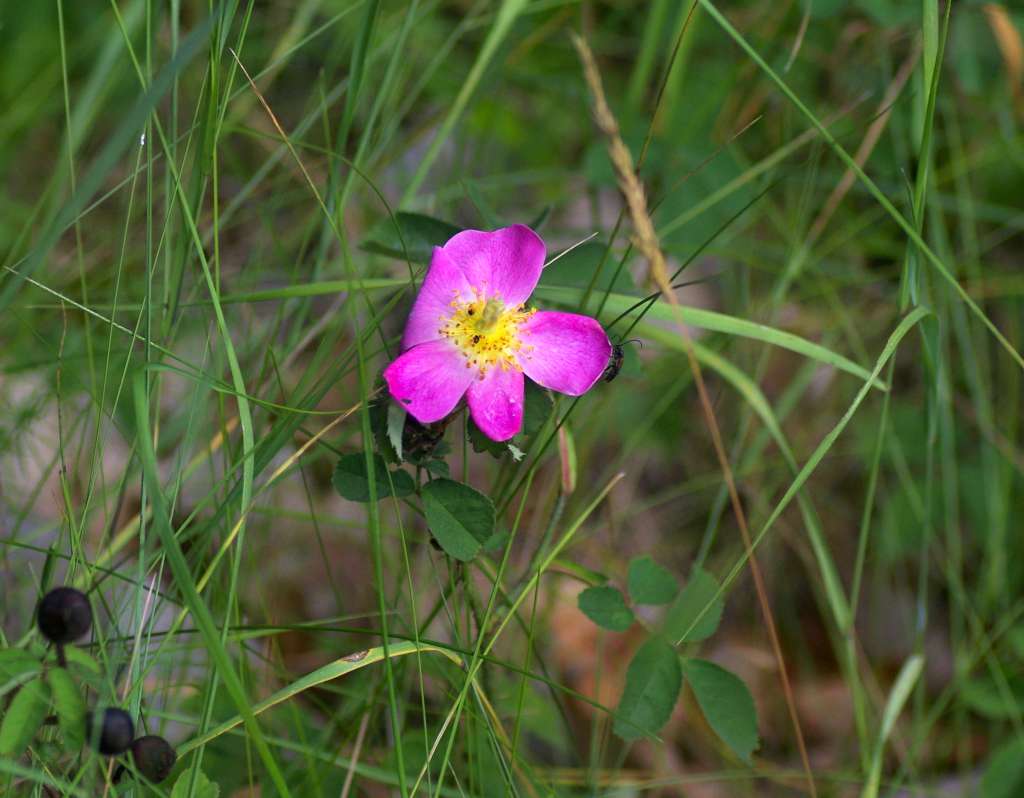 IMGP9165-1024.jpg
