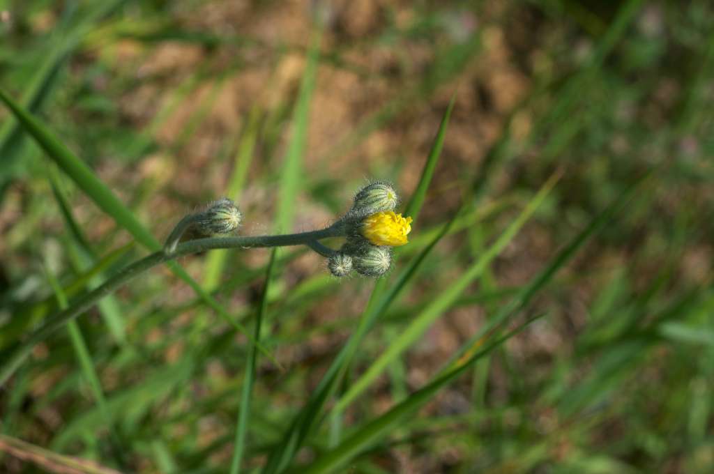 IMGP9209-1024.jpg