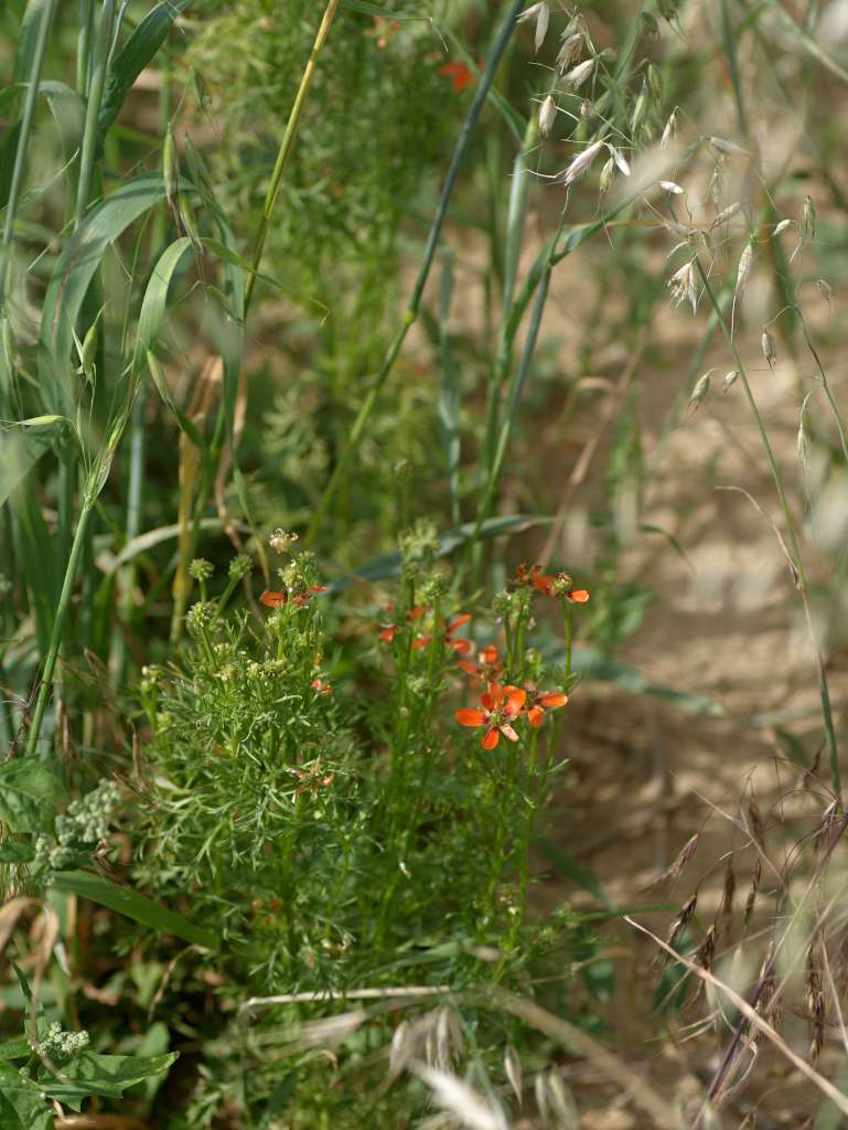 IMGP9270-1024.jpg
