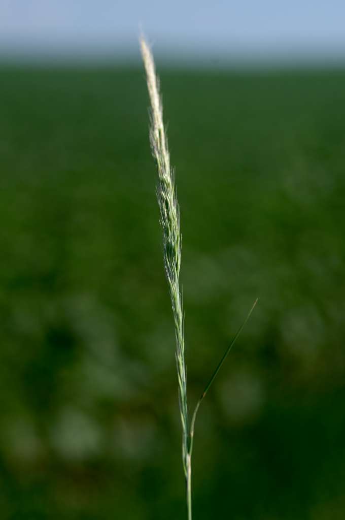 IMGP9308-1024.jpg