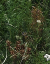 IMGP9256-1024.jpg