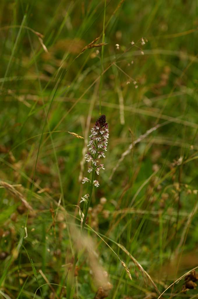 IMGP9399-1024.jpg