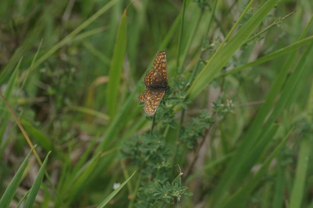 IMGP9616-1024.jpg