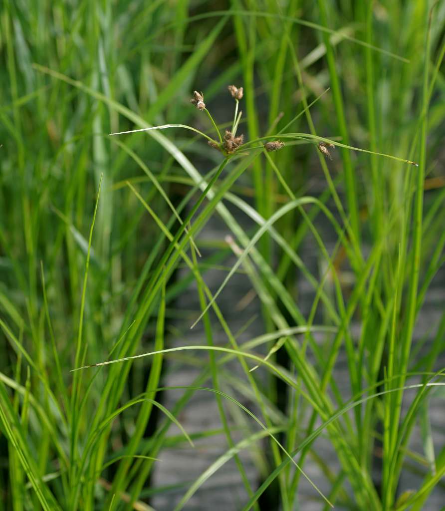 IMGP9761-1024.jpg