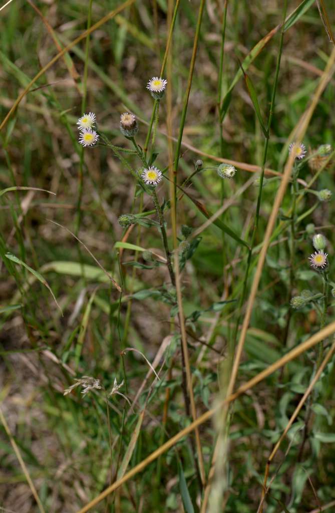 IMGP9792-1024.jpg