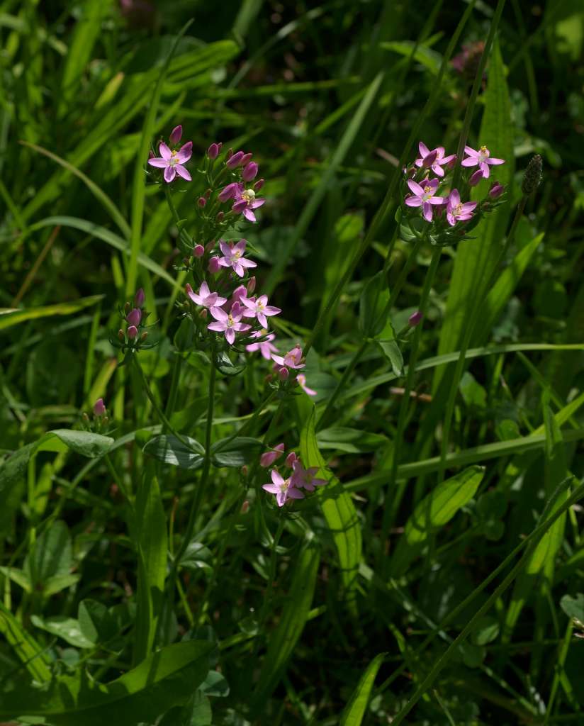 IMGP9918-1024.jpg