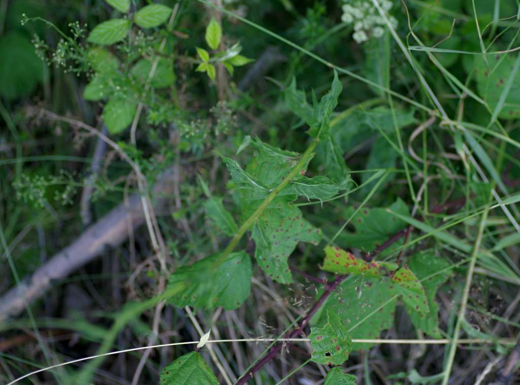 IMGP9923-1024.jpg