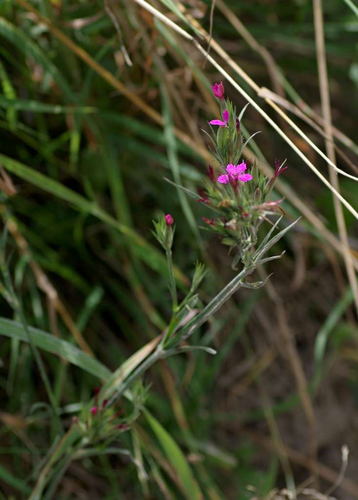 IMGP9949-1024.jpg