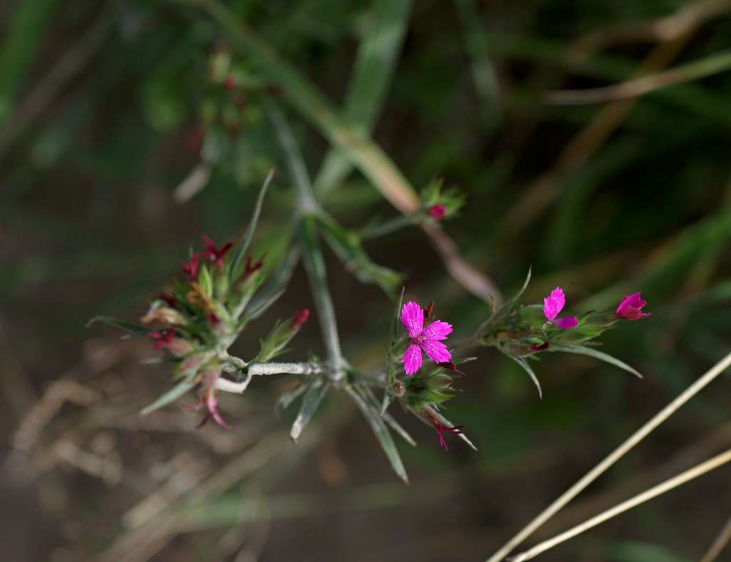 IMGP9950-1024.jpg