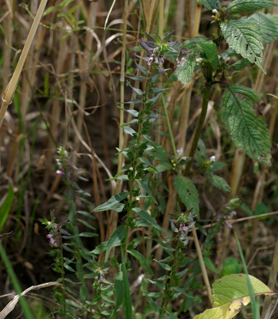 IMGP9965-1024.jpg