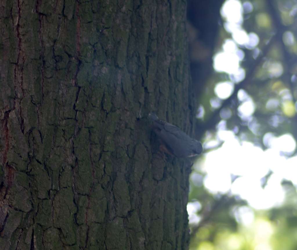 IMGP0194-1024.jpg